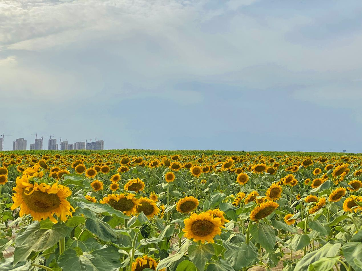 陌上花开等君来 兰州新区东南片区向日葵花海热情盛放-兰州新区AB娱乐集团门户网站