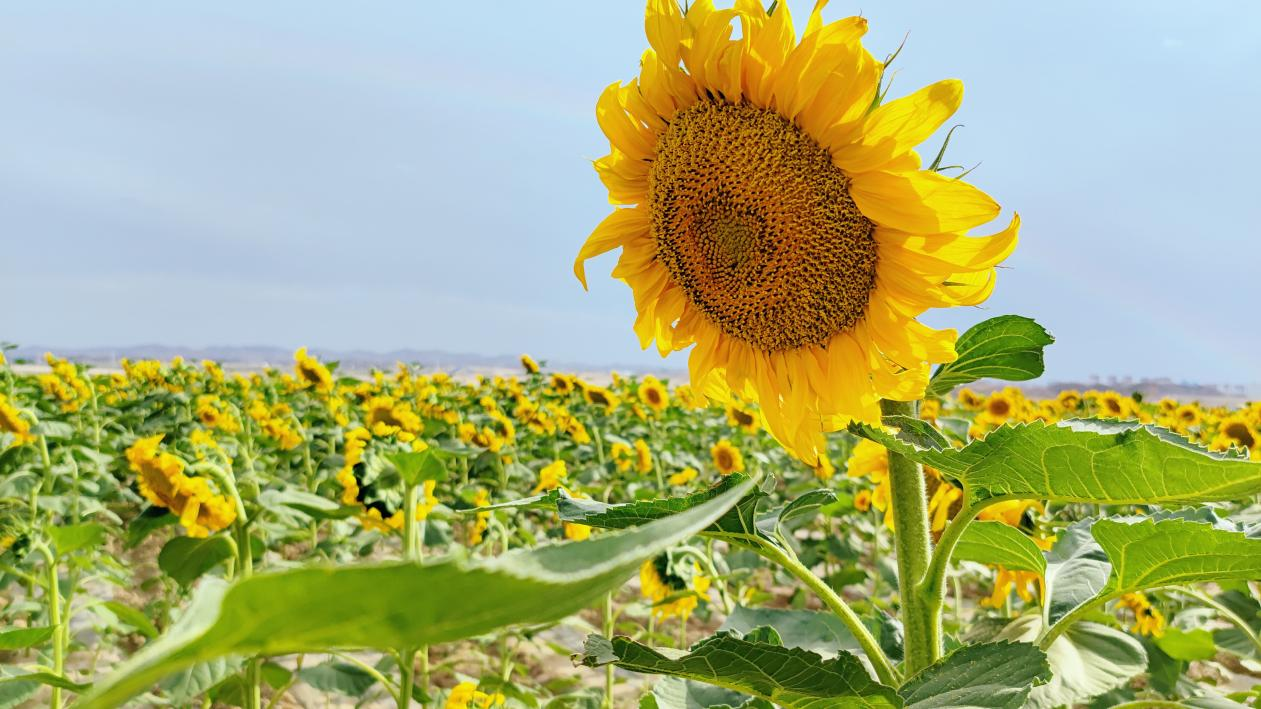 陌上花开等君来 兰州新区东南片区向日葵花海热情盛放-兰州新区AB娱乐集团门户网站