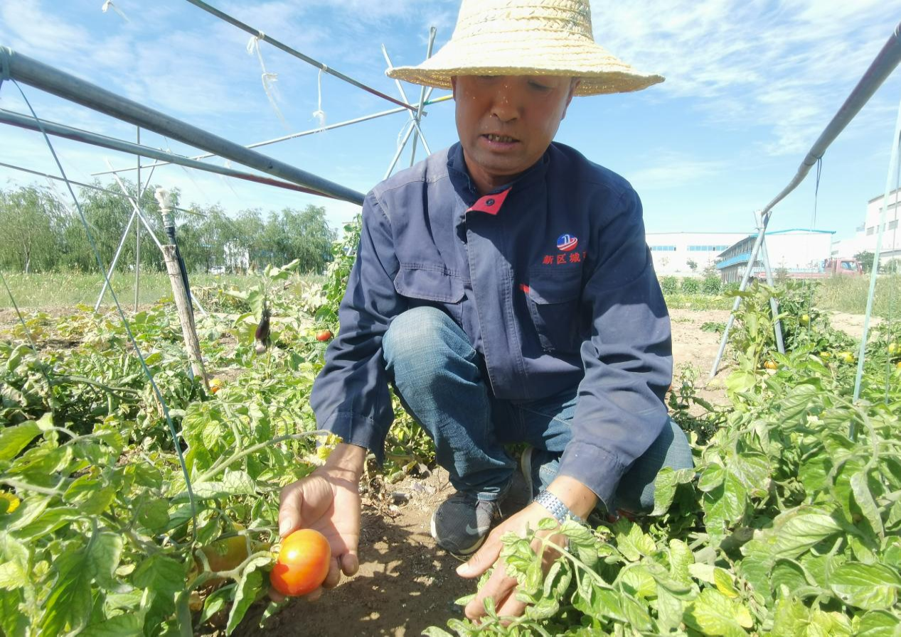 陌上花开等君来 兰州新区东南片区向日葵花海热情盛放-兰州新区AB娱乐集团门户网站