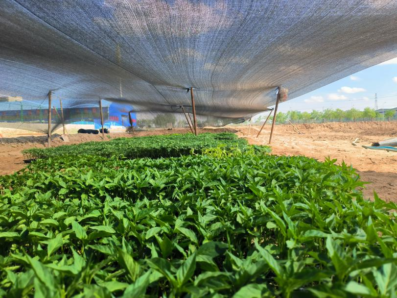 荒地变形记——项目部的“复耕复绿”-兰州新区AB娱乐集团门户网站